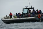 PICTURES/Whale Watching - Depoe Bay/t_P1020899.JPG